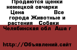 Продаются щенки немецкой овчарки!!! › Цена ­ 6000-8000 - Все города Животные и растения » Собаки   . Челябинская обл.,Аша г.